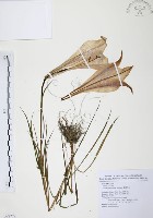 藏品(臺灣百合)的圖片