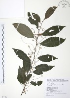 藏品(台灣山桂花)的圖片