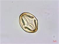 藏品(金絲桃、金線海棠)的圖片