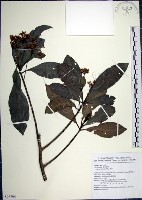 藏品(樹杞)的圖片