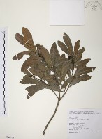 藏品(楊梅)的圖片