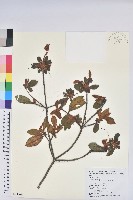 藏品(金毛杜鵑)的圖片