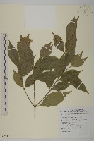 藏品(大丁黃)的圖片