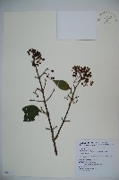 藏品(紅子莢迷)的圖片