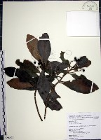 藏品(樹杞)的圖片