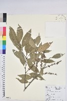 藏品(鋸葉長尾栲、白校欑)的圖片