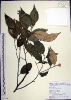 藏品(紅皮、葉下白、赤仔尾)的圖片