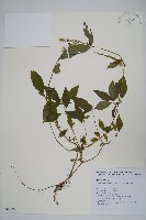 藏品(日本牛膝)的圖片