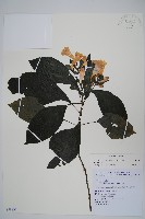 藏品(馬藍)的圖片