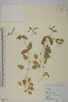 藏品(牛繁縷)的圖片