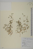 藏品(三脈種阜草)的圖片