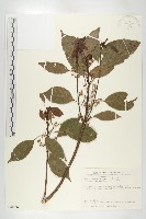 藏品(薯豆)的圖片