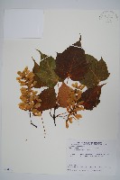 藏品(臺灣紅榨槭)的圖片