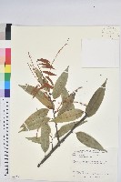 藏品(火燒柯、栲樹)的圖片