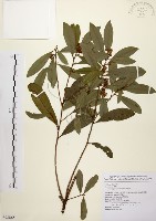 藏品(黃肉樹, 小梗木薑子)的圖片