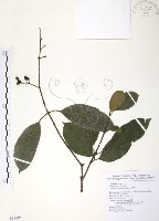 藏品(山香圓)的圖片