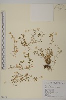 藏品(阿里山繁縷)的圖片