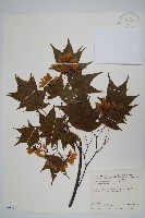 藏品(青楓)的圖片