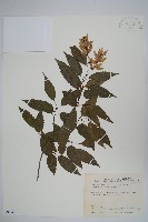 藏品(阿里山千金榆)的圖片