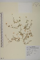 藏品(阿里山繁縷)的圖片