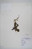 藏品(盾果草)的圖片