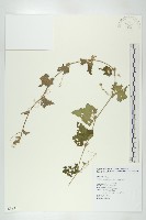 藏品(天花)的圖片