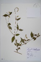 藏品(日本牛膝)的圖片