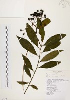 藏品(黑星紫金牛)的圖片