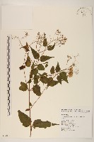 藏品(田代氏澤蘭)的圖片