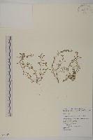 藏品(石胡荽、吐金草)的圖片