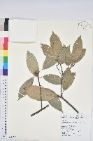 藏品(青剛櫟、鐵椆)的圖片