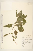 藏品(豨薟)的圖片