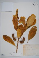 藏品(蘭嶼馬蹄花)的圖片