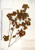 藏品(克蘭樹)的圖片