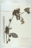 藏品(黃心柿)的圖片