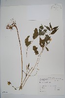 藏品(黃花鳳仙花)的圖片