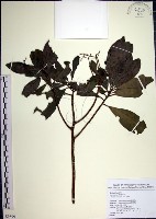 藏品(樹杞)的圖片