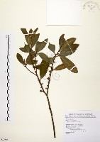 藏品(大明橘)的圖片