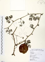 藏品(糙莖菝契)的圖片