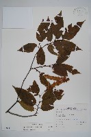 藏品(蘭邯千金榆)的圖片