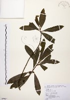 藏品(大明橘)的圖片