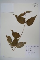 藏品(臺灣土黨參)的圖片