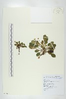 藏品(高山裂緣花)的圖片