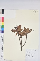 藏品(玉山杜鵑)的圖片