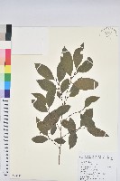 藏品(刺杜密)的圖片