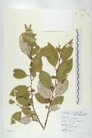 藏品(鄧氏胡頹子)的圖片