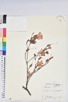 藏品(守城滿山紅、馬禮士杜鵑)的圖片