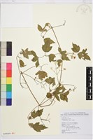 藏品(串鼻龍)的圖片