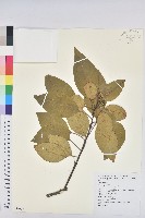 藏品(白臼)的圖片