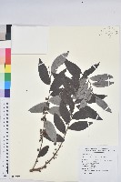 藏品(裡白饅頭果)的圖片